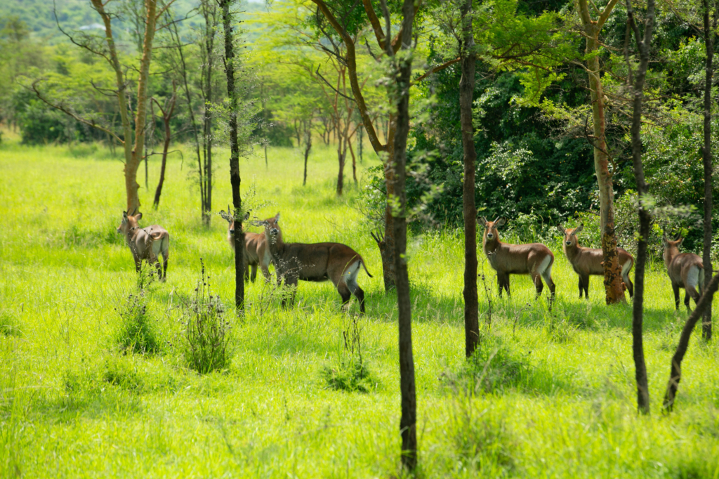 c76f5a9f c1d1 46d1 87db c276f2463386