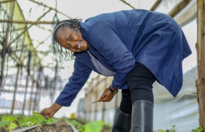 Nurturing youth agribusiness in Kenya through Sustainable Agriculture KCB1