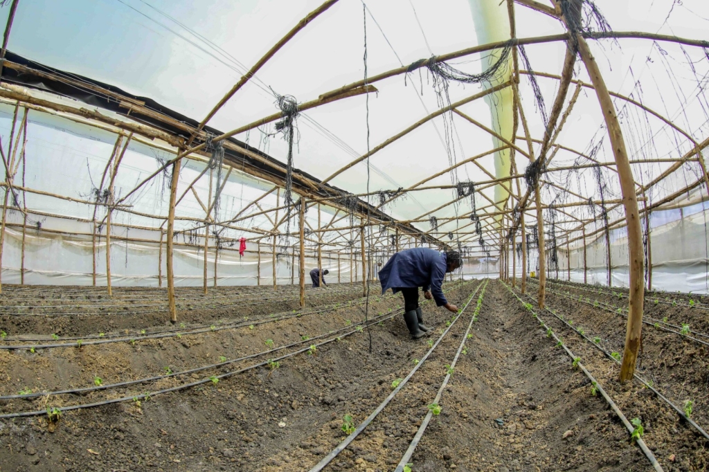 Martha Atieno working in her greenhouse