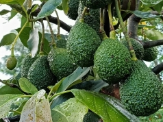 Avocado Farmers in Githunguri to Establish New Cooperative Avocado Farmers in Githunguri to Establish New Cooperative