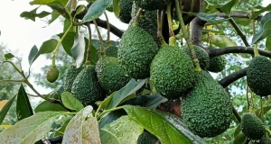 Avocado Farmers in Githunguri to Establish New Cooperative Avocado Farmers in Githunguri to Establish New Cooperative