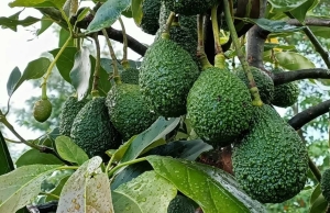 Avocado Farmers in Githunguri to Establish New Cooperative Avocado Farmers in Githunguri to Establish New Cooperative