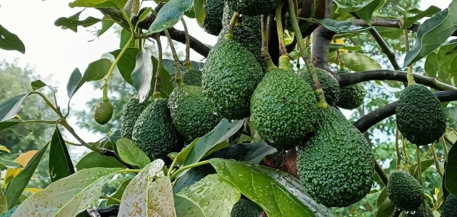 Avocado Farmers in Githunguri to Establish New Cooperative Avocado Farmers in Githunguri to Establish New Cooperative