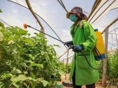 Growing Hope in Kakuma Agriculture: A Simple Story of Strength and Community Growing Hope in Kakuma Agriculture: A Simple Story of Strength and Community