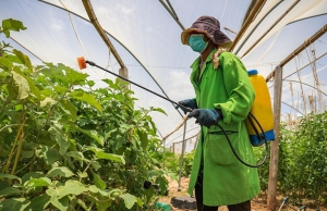 Growing Hope in Kakuma Agriculture: A Simple Story of Strength and Community Growing Hope in Kakuma Agriculture: A Simple Story of Strength and Community