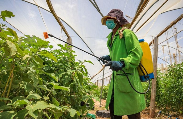 Growing Hope in Kakuma Agriculture: A Simple Story of Strength and Community