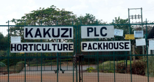 Murang’a Families Win Back 3,200 Acres in Landmark Kakuzi Land Case Kakuzi plc
