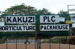 Murang’a Families Win Back 3,200 Acres in Landmark Kakuzi Land Case Kakuzi plc