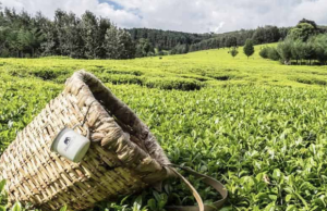 MPs Push Back Against New Tea Export Levy, Say Farmers Are Already Overburdened Tea Export
