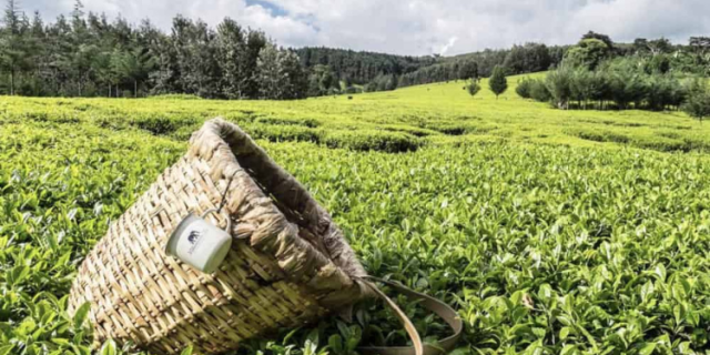 Tea Export