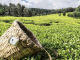 MPs Push Back Against New Tea Export Levy, Say Farmers Are Already Overburdened Tea Export